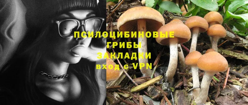 Галлюциногенные грибы Psilocybine cubensis  что такое   Алупка 